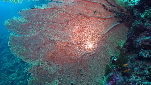 giant sea fan gorgonian on coral wall - Annella Mollis, Red Sea