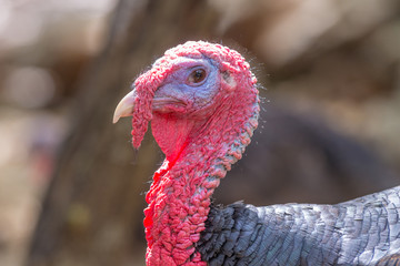 Turkey head close-up