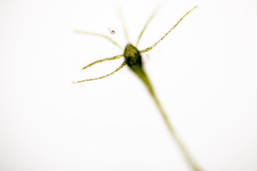 Hydra is a genus of small, fresh-water animals of the phylum Cnidaria and class Hydrozoa under the microscope for education.