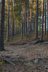 A path among pine trees in a coniferous forest