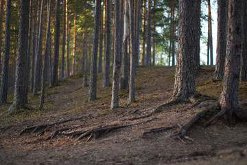 Pine forest with roots sticking out of the ground