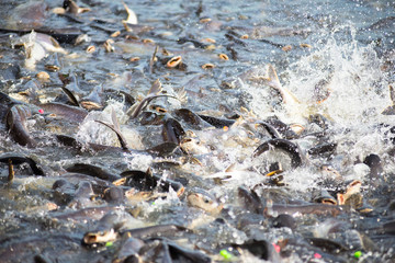 A lot of fish in the river are eating food and scrambling until