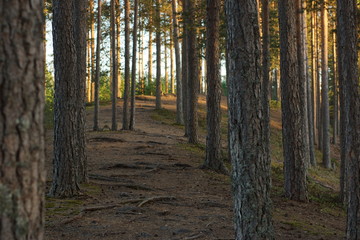 Fototapeta premium A path in the woods with snags and pines