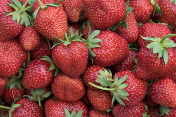 Fresh harvested organic strawberries from my garden 