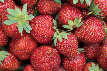 Fresh harvested organic strawberries from my garden 