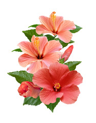 pink hibiscus flowers isolated and leaves  - obrazy, fototapety, plakaty