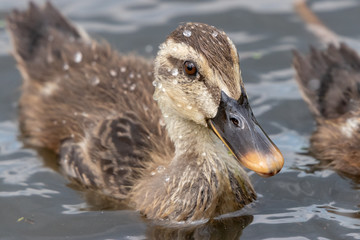 The baby birds of Grey duck in the Toneri park in Tokyo, Japan / Toneri park is a public park in Tokyo