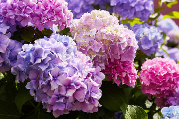 Pink, blue, lilac, violet, purple Hydrangea flower (Hydrangea macrophylla)  blooming in spring and summer in a garden. Hydrangea macrophylla - Beautiful bush of hortensia flowers