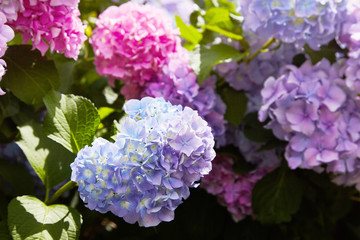 Obraz premium Pink, blue, lilac, violet, purple Hydrangea flower (Hydrangea macrophylla) blooming in spring and summer in a garden. Hydrangea macrophylla - Beautiful bush of hortensia flowers