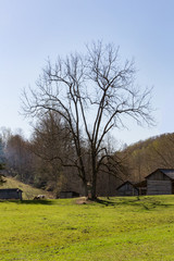 A lonely semetrical tree stands on farmland in the early spring.