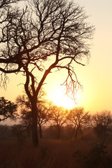 Fototapeta na wymiar Silhouette tree at sunset on safari in South African