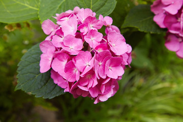 Pink Hydrangea flower (Hydrangea macrophylla)  blooming in spring and summer in a garden. Hydrangea macrophylla - Beautiful bush of hortensia flowers