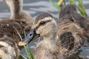 The baby birds of Grey duck in the Toneri park in Tokyo, Japan / Toneri park is a public park in Tokyo