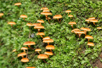 Macro of little orange mushrooms growing with deep green moss.