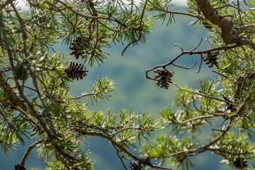 Pine cones on tree branches in the sunlight.