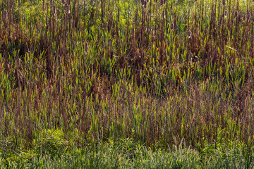 Reeds and cattails of a small area of wetlands in West Virginia.