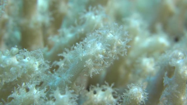 coral polyps closing - Red Sea, underwater macro shot