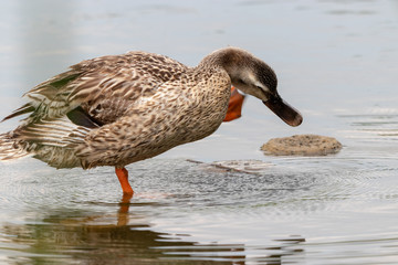 The baby birds of Grey duck in the Toneri park in Tokyo, Japan / Toneri park is a public park in Tokyo