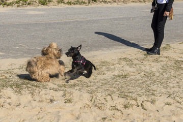 cachorro brincando na rua
