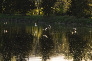 gull on the river