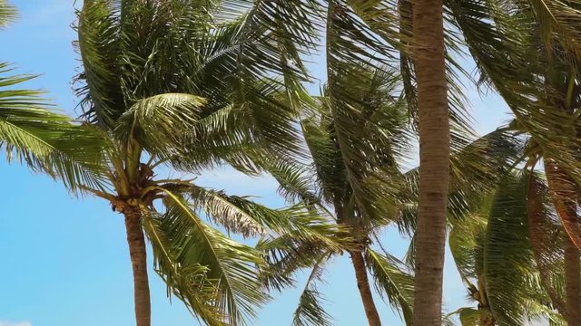 Tropical palm trees on blue sky background. Coconut palm trees and leaves swaying in wind on summer beach.