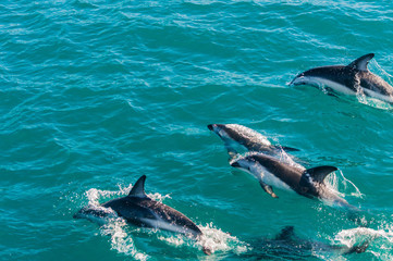 Delfin Gruppe in Kaikoura, Neuseeland 1 © Jannik