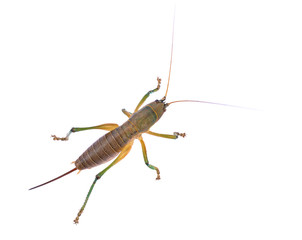 young grasshoper isolated on white