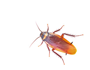 closeup cockroach isolated on white background