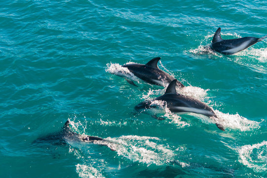 Delfin Gruppe in Kaikoura, Neuseeland 2