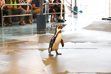 Obraz premium ペンギンの散歩 