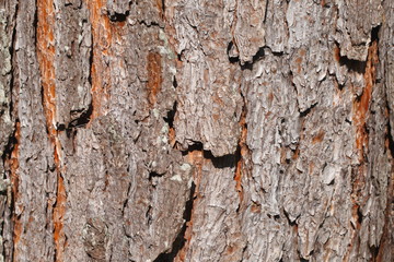 brown bark texture for background