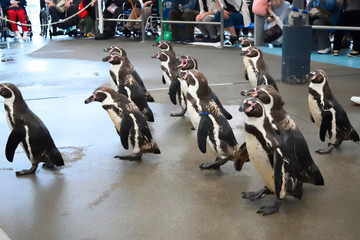 Obraz premium ペンギンの散歩 