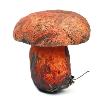 Boletus rhodopurpureus mushroom