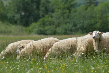 Fototapeta premium herd of sheep crosses the green meadow