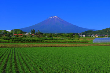 富士吉田からの青空快晴の富士山　2018/06/25