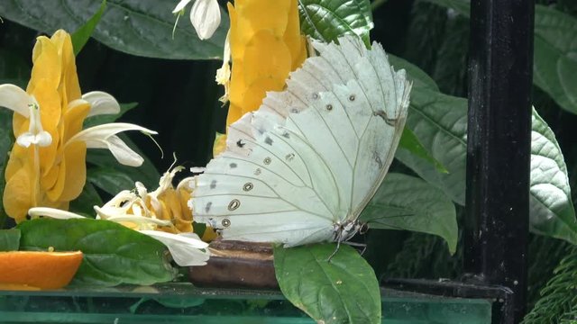 Beautiful large White butterfly with dark eye spots on wings. Morpho polyphemus