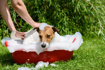 Pet spa care: dog takes a bath at hot summer day
