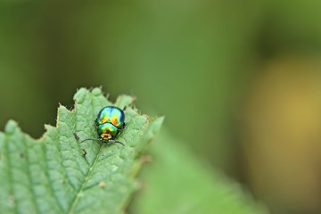Prächtiger Blattkäfer (Chrysolina fastuosa) an Hohlzahn
