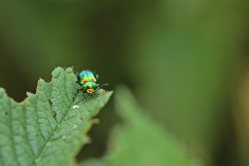 Prächtiger Blattkäfer (Chrysolina fastuosa) an Hohlzahn
