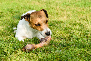 Dog licking doggy bone lying on green grass