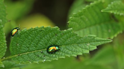 Prächtiger Blattkäfer (Chrysolina fastuosa) an Hohlzahn   © Schmutzler-Schaub