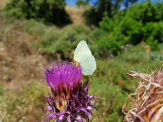 Farfalla sul fiore del cardo selvatico
