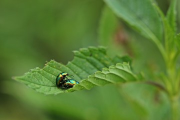 Paarung des Prächtigen Blattkäfers (Chrysolina fastuosa) an Hohlzahn 
