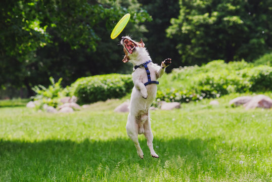 Agile dog jumps and makes tricks with flying disc