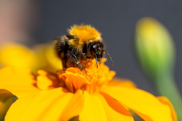 Bumble bee and a yellow flower