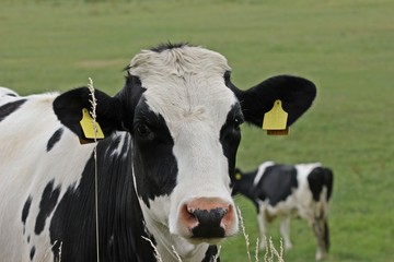 Portrait einer jungen Holstein-Friesian-Kuh