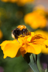 Bumble bee and a yellow flower