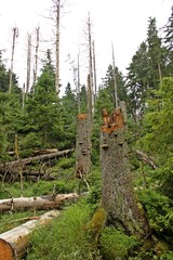 Durch Borkenkäfer und Dürre abgestorbene Fichten im Harz