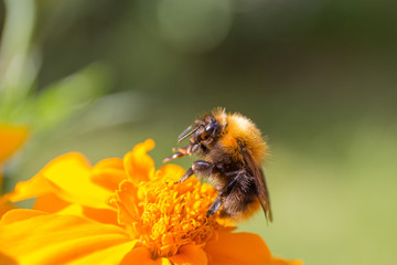 Bumble bee and a yellow flower
