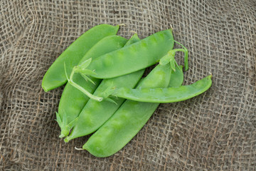 Fresh harvested Snow pea (Pisum sativum var. saccharatum) also known as mangetout organical grown in my garden isolated on jute background 